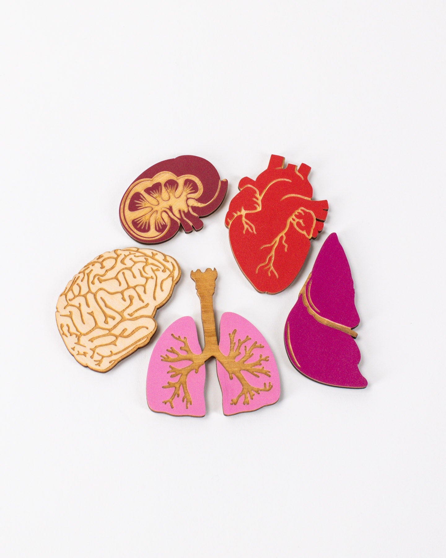 Anatomy Wooden Magnet Set