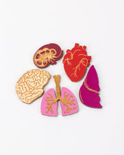 Anatomy Wooden Magnet Set