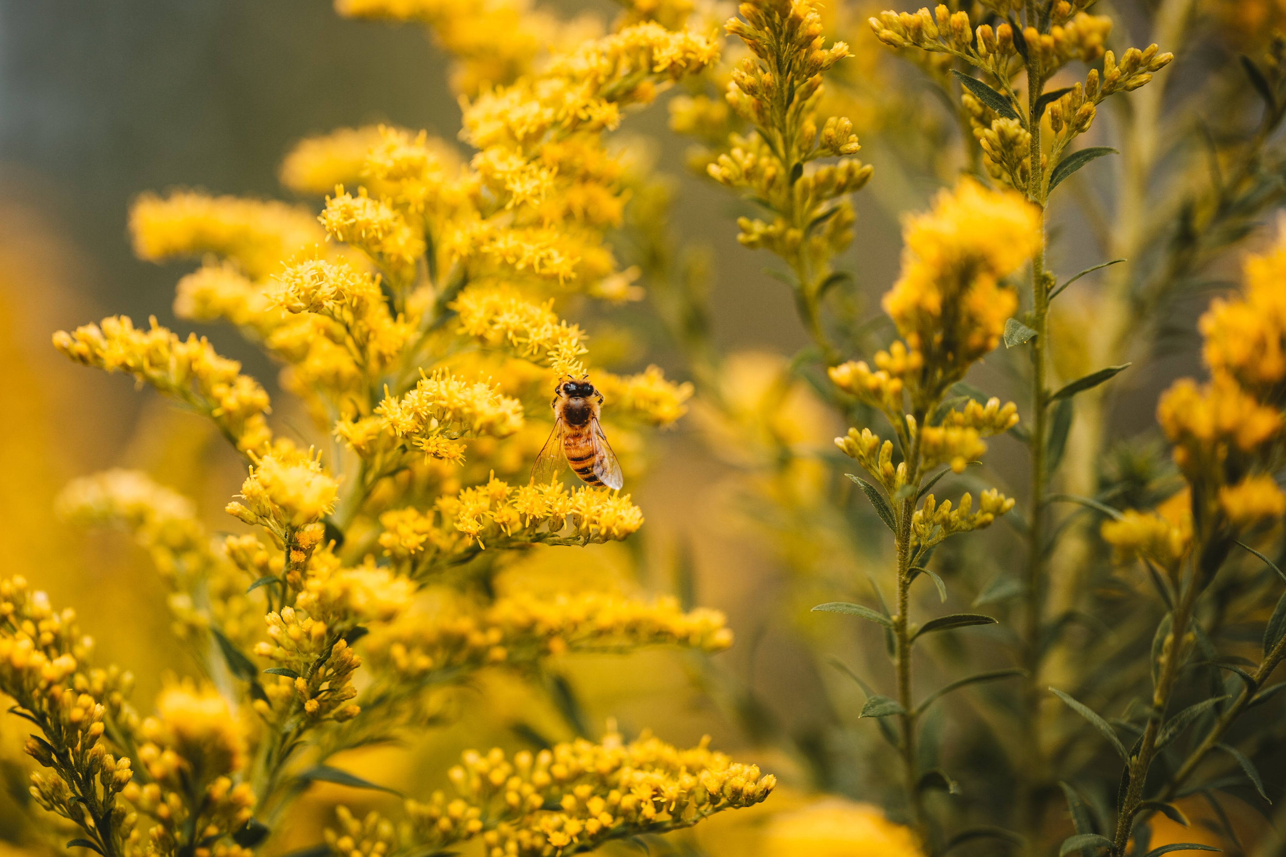 bee-on-yellow_0556bb2d-3ac2-4541-8ccf-833378728b79.jpg