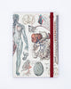 Anatomy & Physiology A5 Softcover