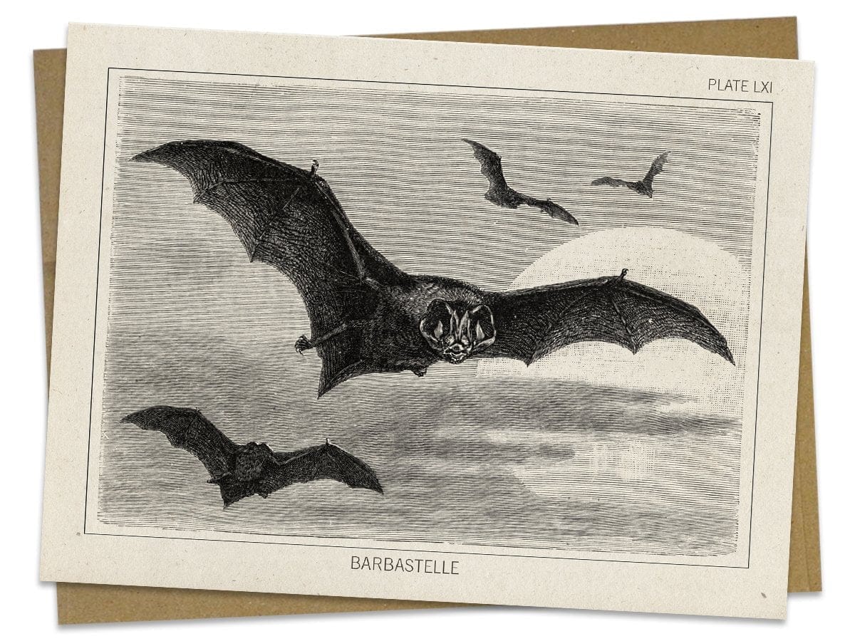 Bat Specimen Greeting Card Cognitive Surplus