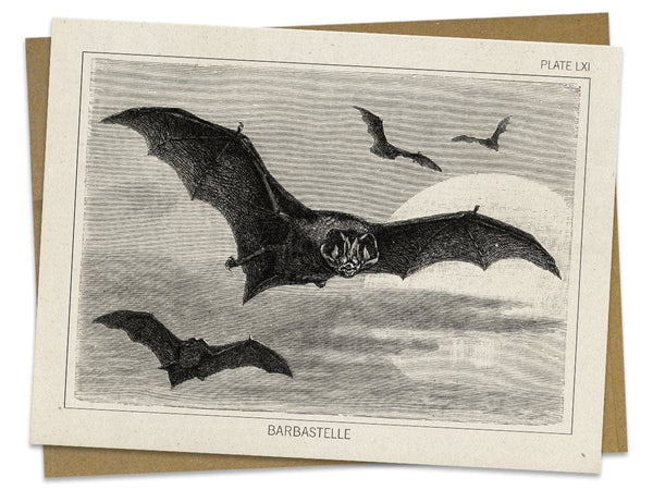 Bat Specimen Greeting Card Cognitive Surplus