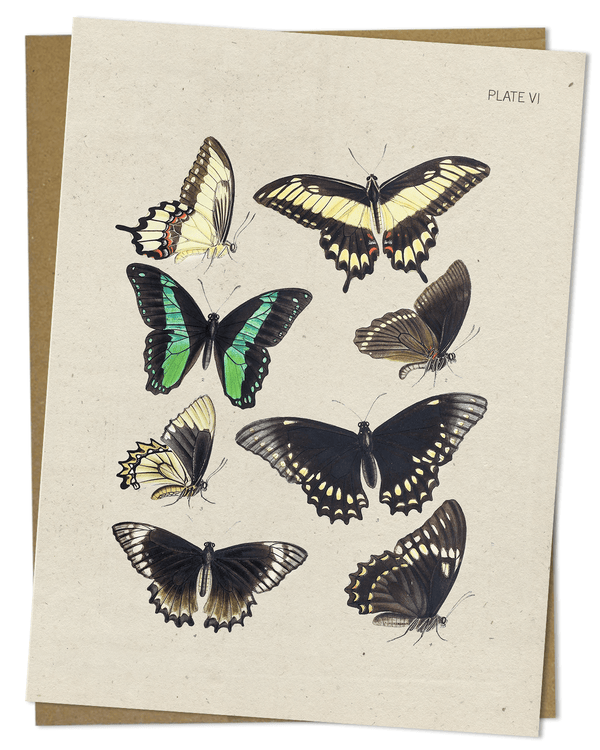 Butterfly Collection Plate VI Card