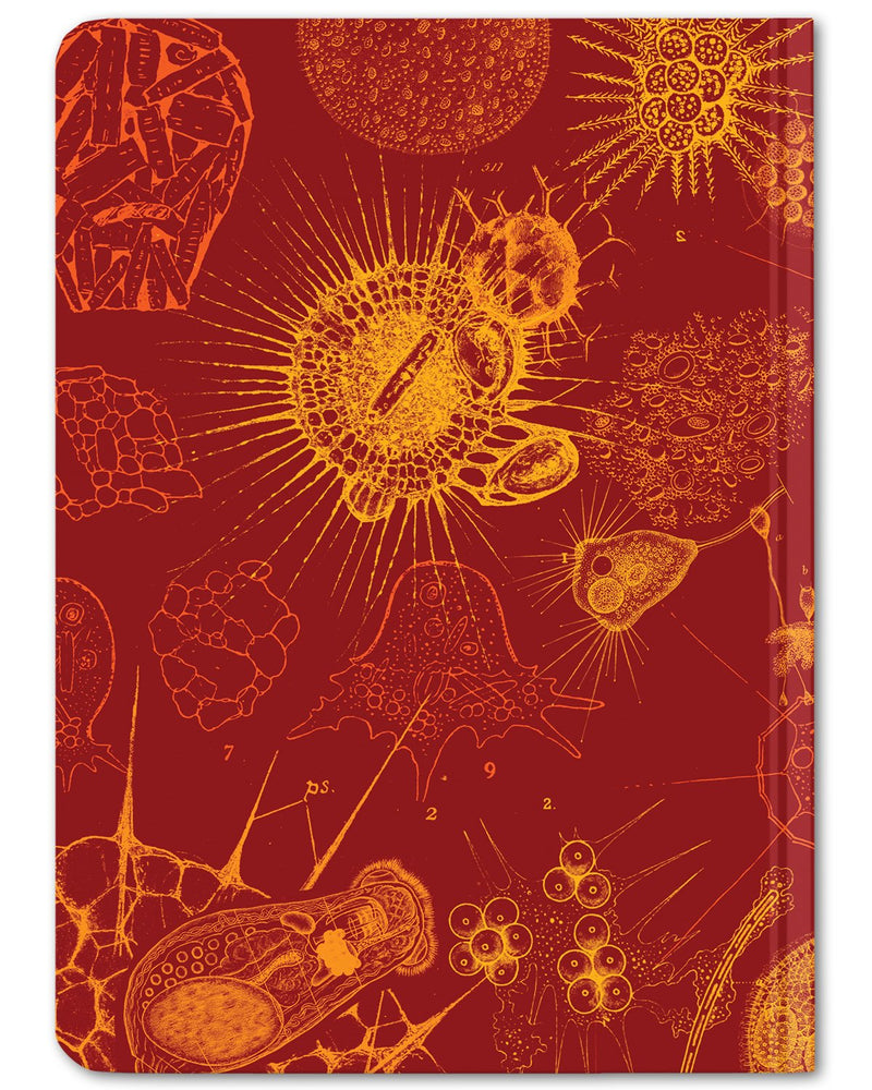 Back cover of Microbiology mini hardcover dot grid notebook by Cognitive Surplus, bright red and gold, 100% recycled paper