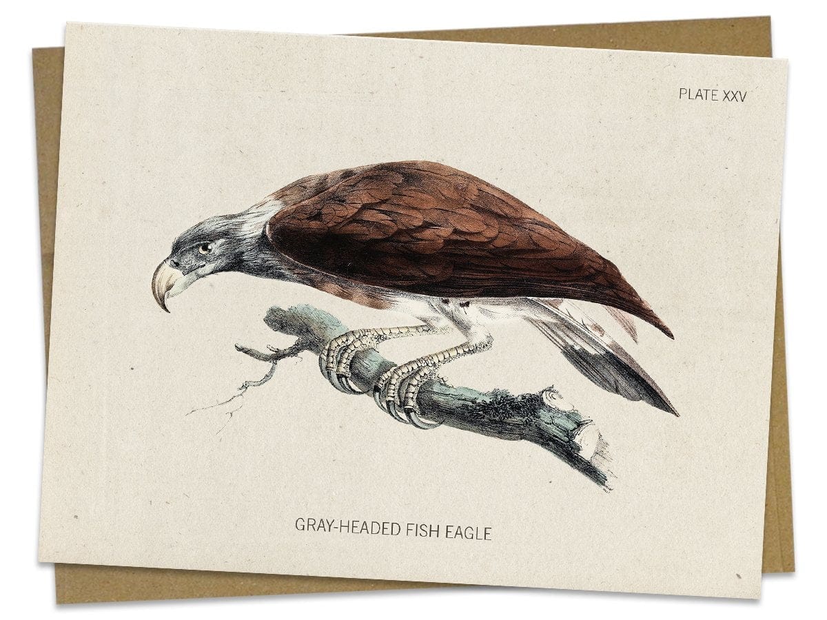 Fish Eagle Bird Specimen Card Cognitive Surplus