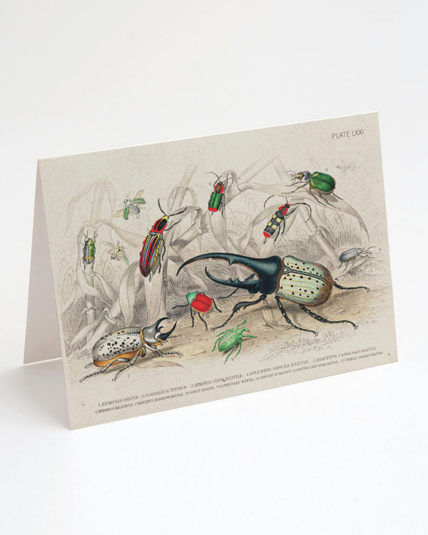 Beetles Plate 2 Card
