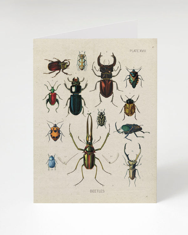 Beetle Specimens Card