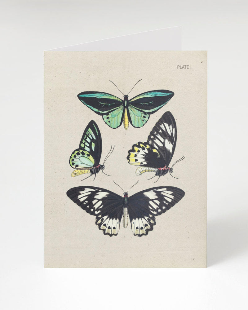 Butterfly Collection Specimen Plate 2 Card