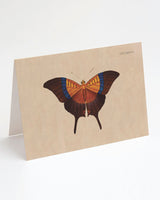 Specimen A Butterfly Illustration Card
