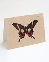 Specimen B Butterfly Illustration Card