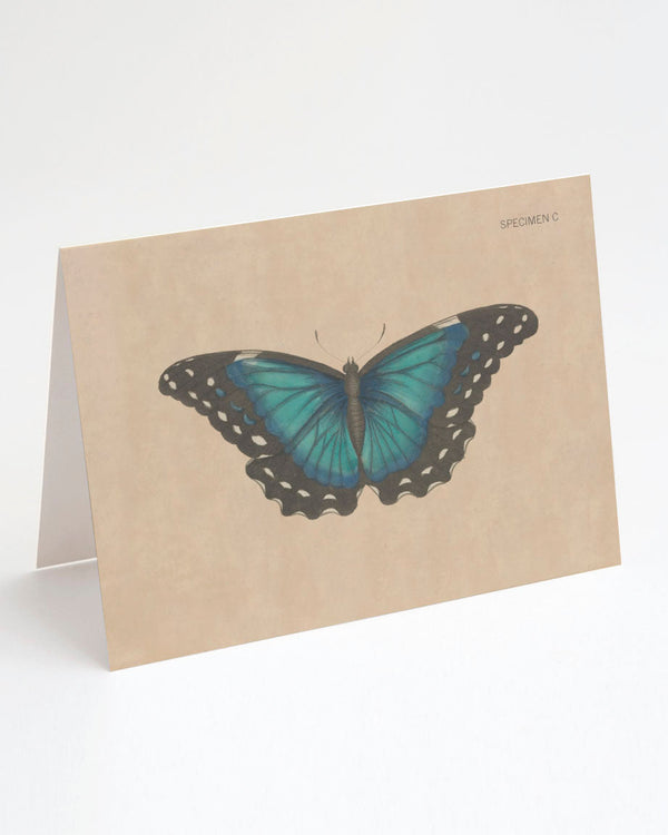 Vintage Butterfly Illustration Specimen C Greeting Card - Cognitive Surplus - 1