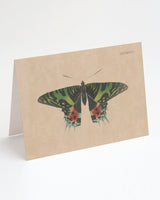 Specimen D Moth Illustration Card
