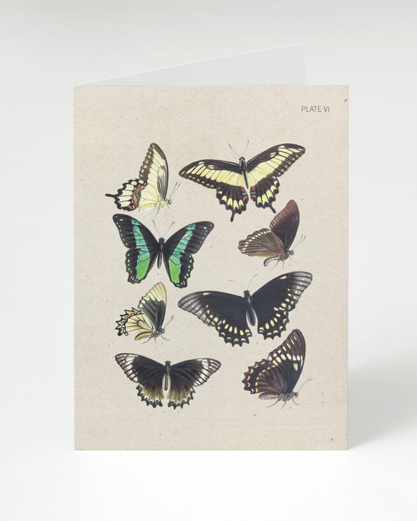 Butterfly Collection Plate VI Card