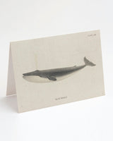 Blue Whale Card