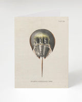 Horseshoe Crab Specimen Greeting Card