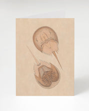 Vintage Horseshoe Crab Illustration Greeting Card - Cognitive Surplus - 1