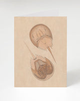 Horseshoe Crab Illustration Card