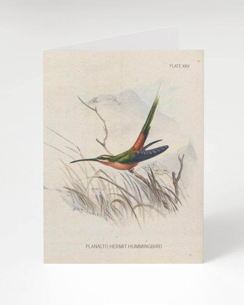 Hummingbird Specimen Card