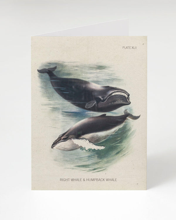 Humpback & Right Whale Specimen Card