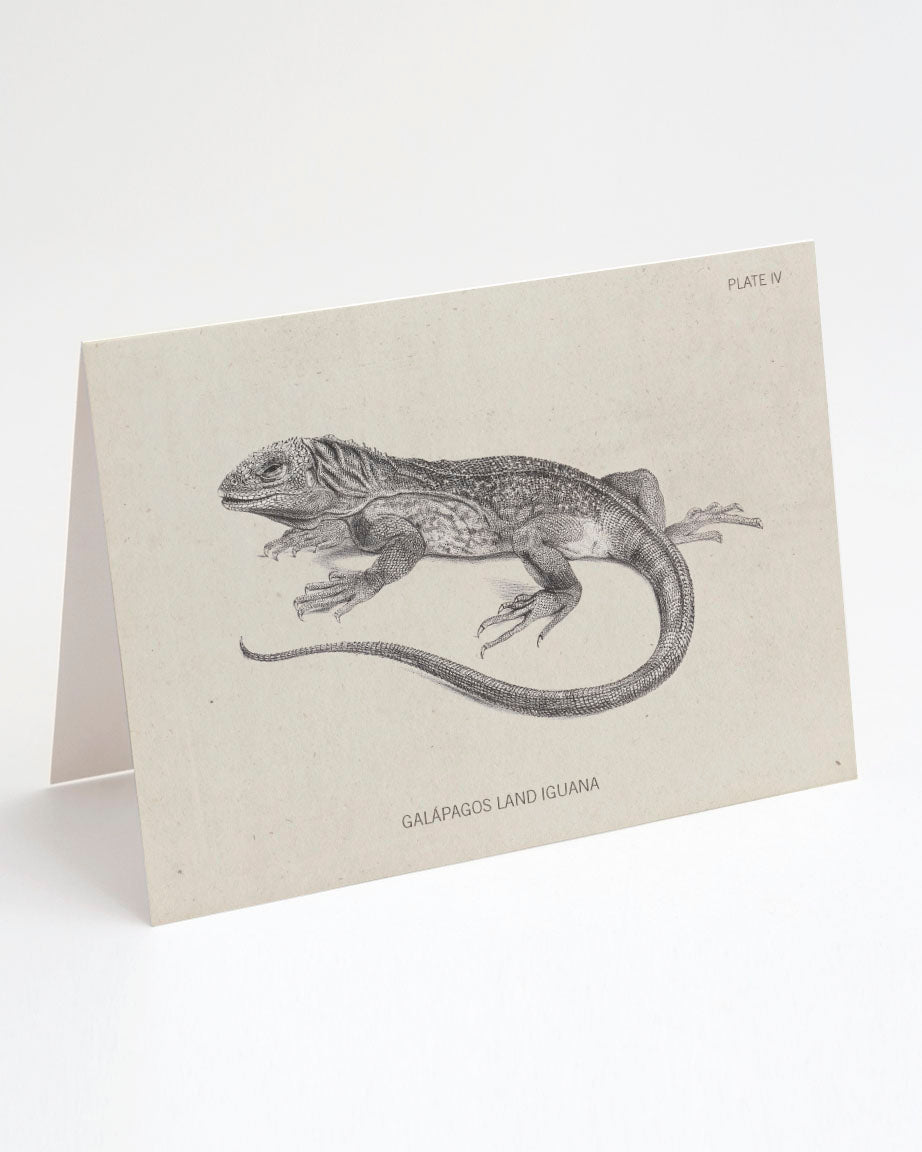 Iguana Specimen Card