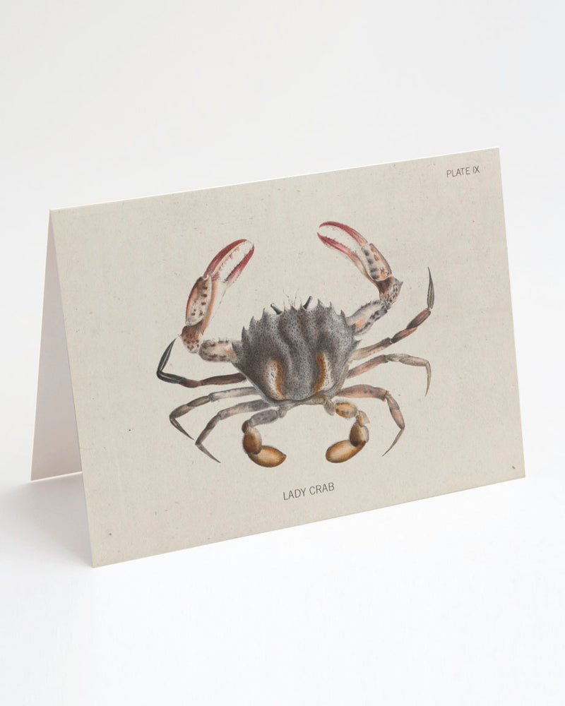 Lady Crab Specimen Card