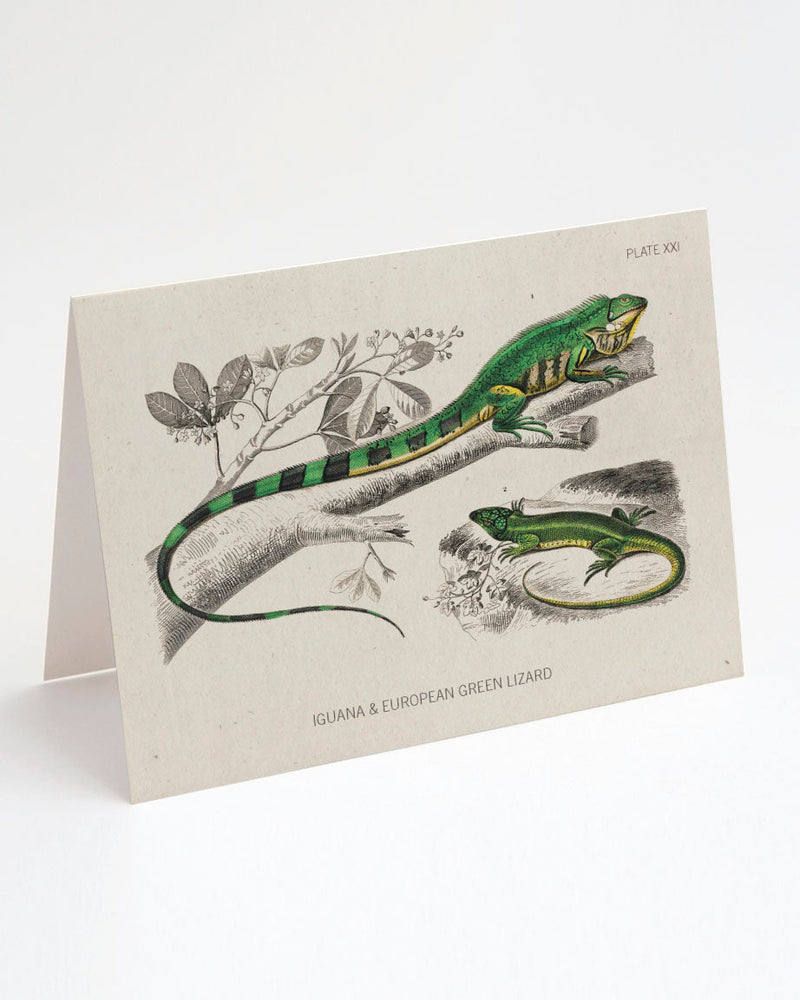 Lizard Specimen Card