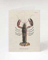 Lobster Specimen Card