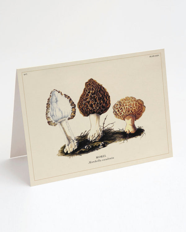 Mushrooms Card