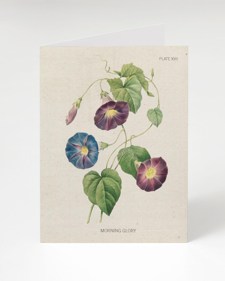 Morning Glory Specimen Card