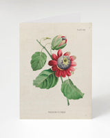 Passion Flower Specimen Card