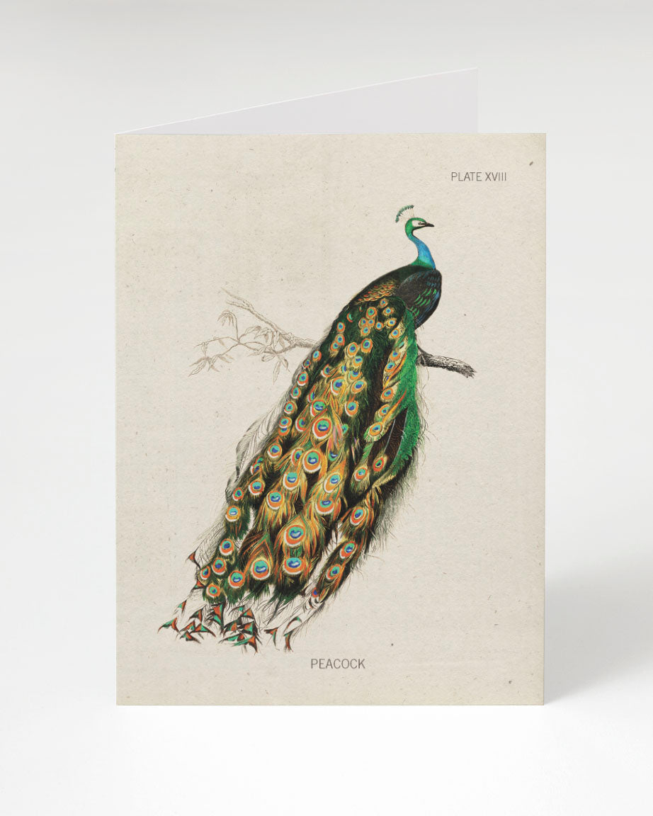 Peacock Specimen Card