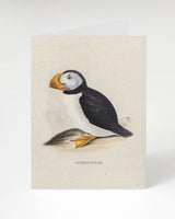 Horned Puffin Specimen Greeting Card