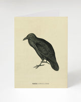 Raven Specimen Greeting Card