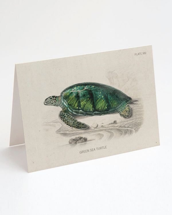 Sea Turtle Specimen Card