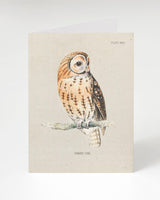 Tawny Owl Bird Specimen Greeting Card