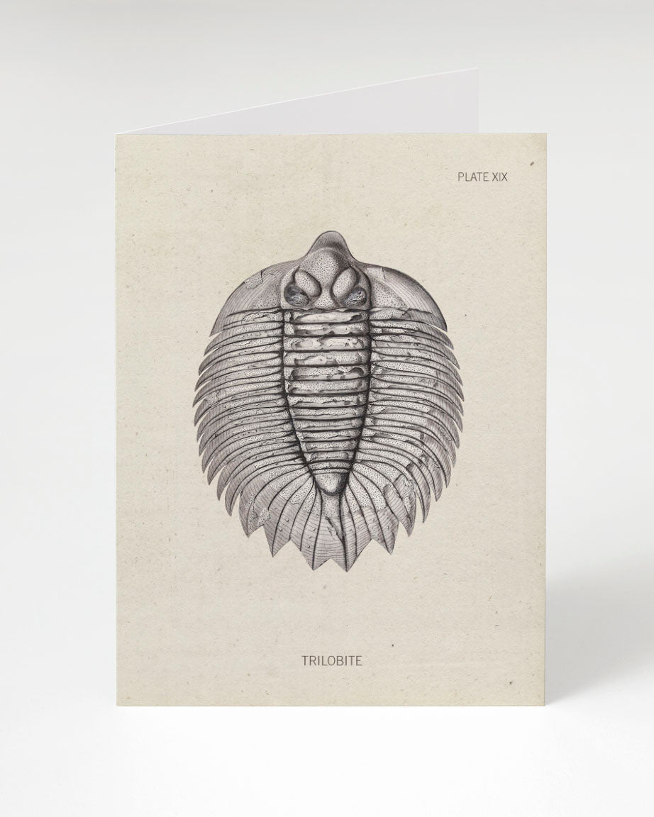 Trilobite Fossil Card