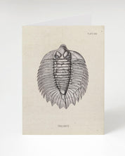 Trilobite Fossil Card