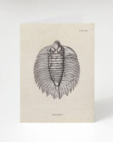 Trilobite Fossil Card