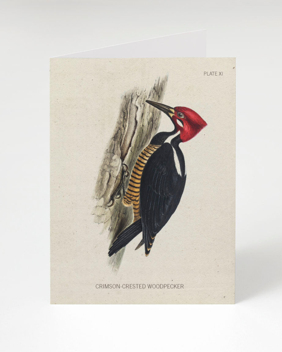 Woodpecker Specimen Card