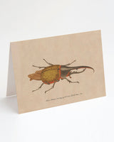 Hercules Beetle Card