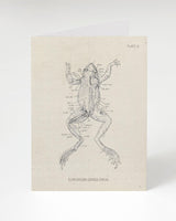 Frog Dissection Card