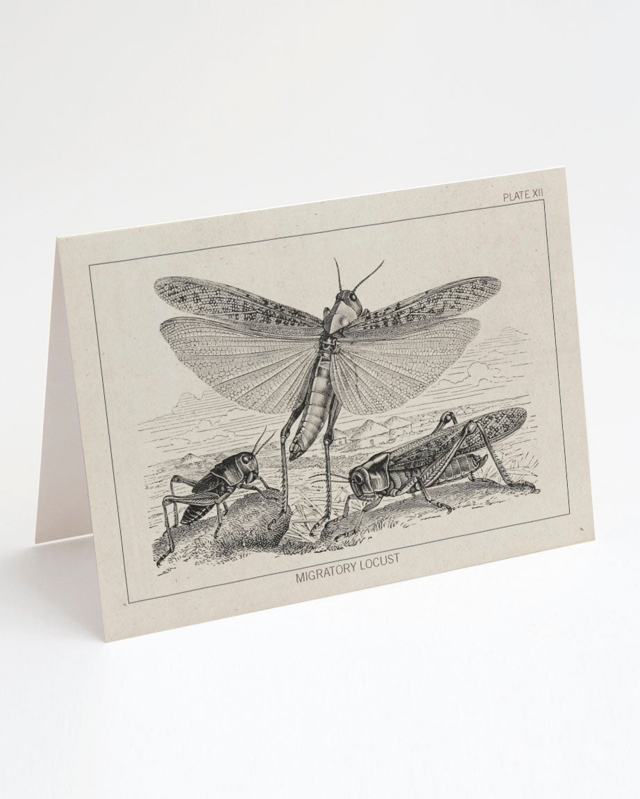 Locust Specimen Card