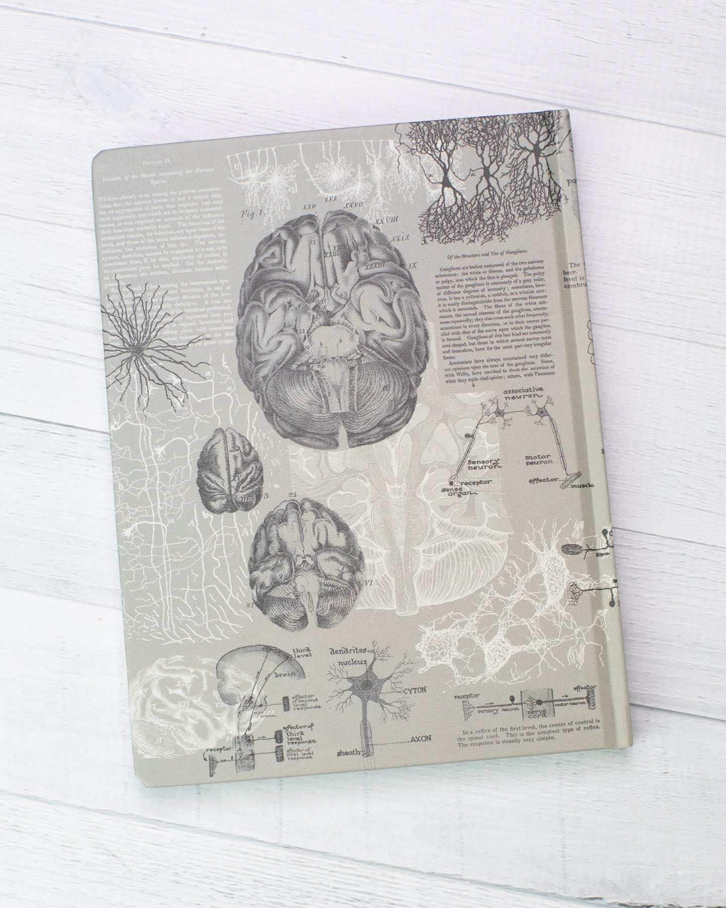 Brain Anatomy Hardcover - Dot Grid