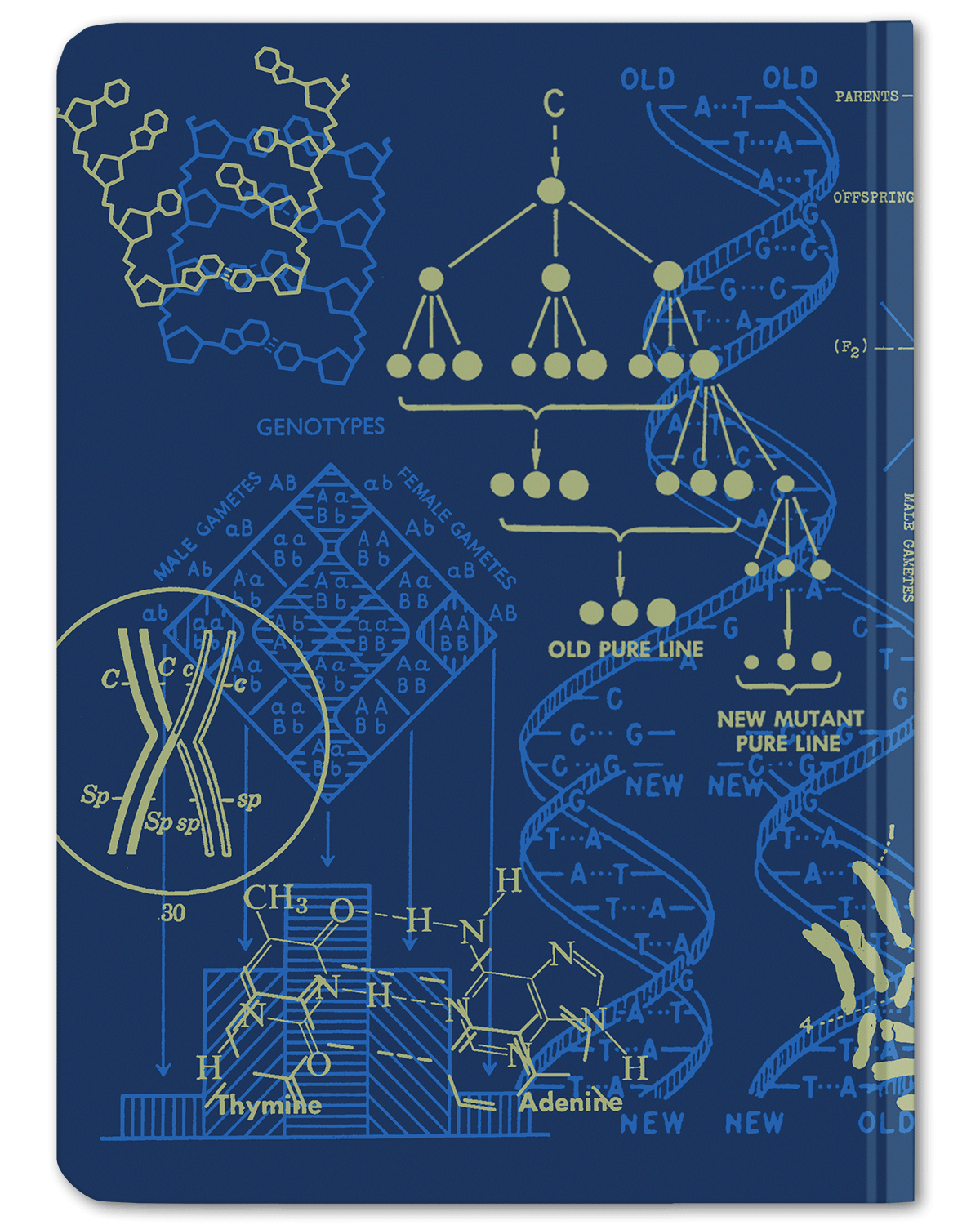 Back cover of Genetics DNA Hardcover dot grid notebook by Cognitive Surplus, blue and yellow, 100% recycled paper