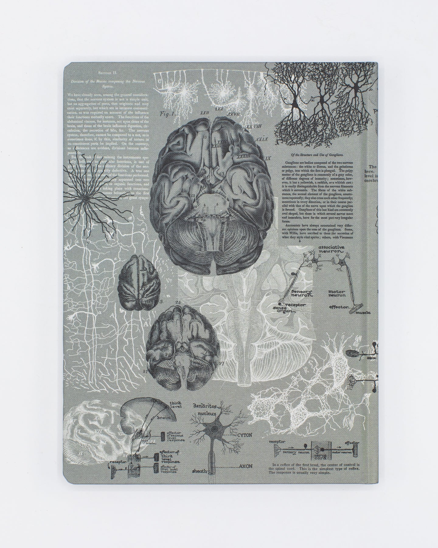 Brain Anatomy Hardcover - Dot Grid