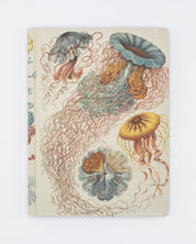 Haeckel Jellyfish Hardcover - Lined/Grid