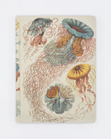 Haeckel Jellyfish Hardcover - Blank