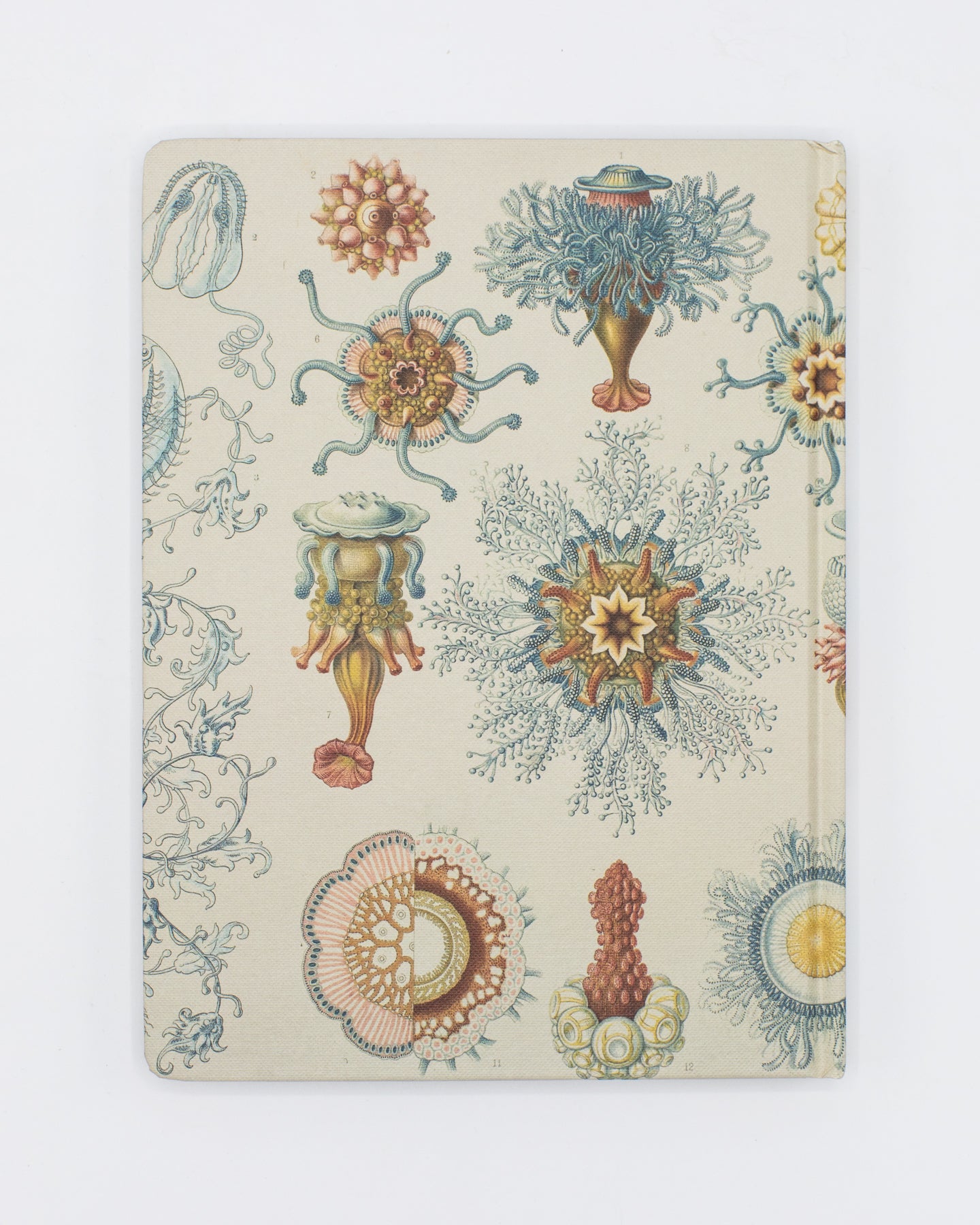 Haeckel Jellyfish Hardcover - Lined/Grid