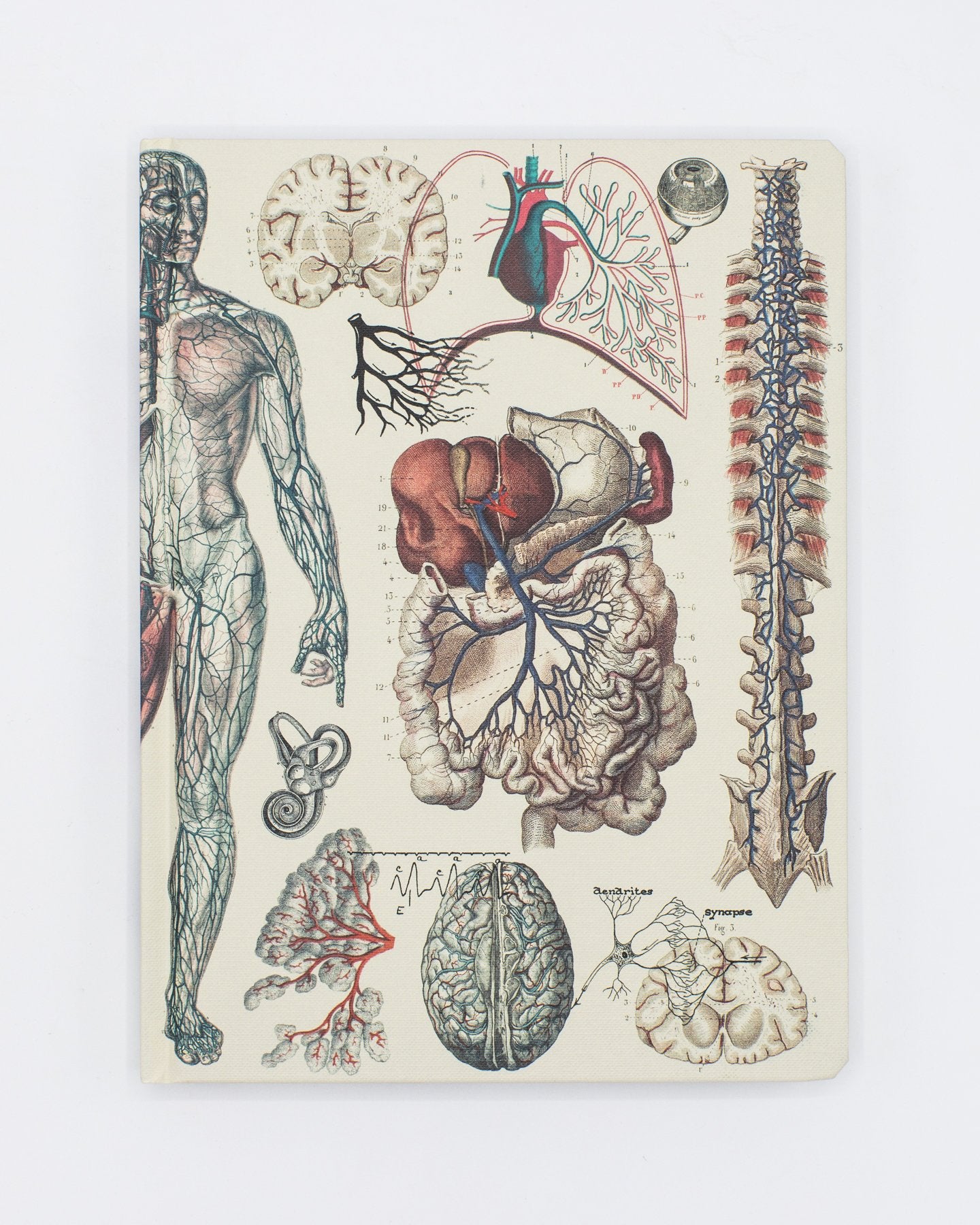 Anatomy: Vascular Hardcover - Dot Grid