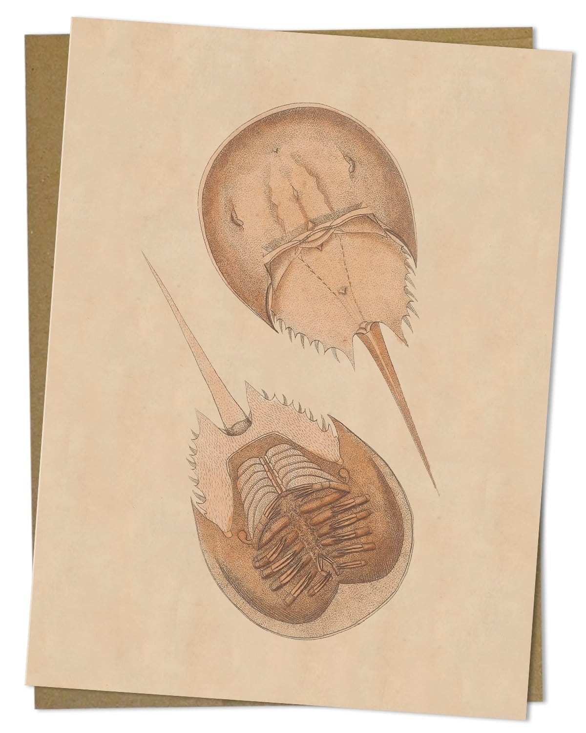 Vintage Horseshoe Crab Illustration Greeting Card - Cognitive Surplus - 2